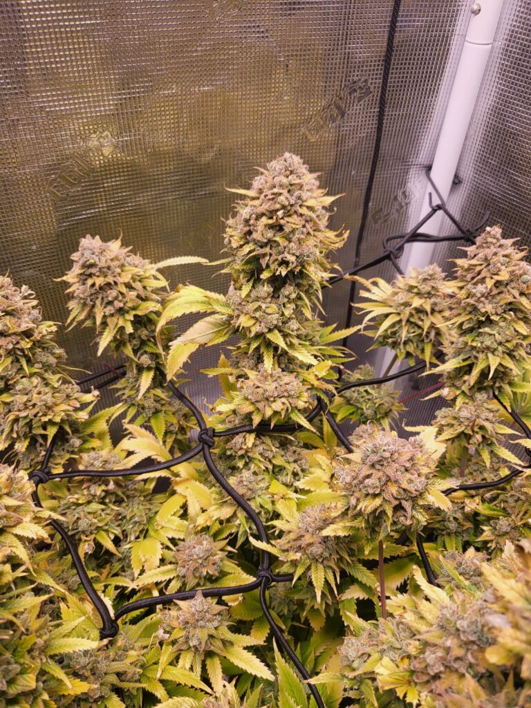 GELATO-K - Sativa - Kannabia - WWW.SEEDS-BANK.CZ JIHLAVA
